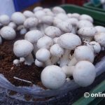 च्याउ सेवनका ५ फाइदा